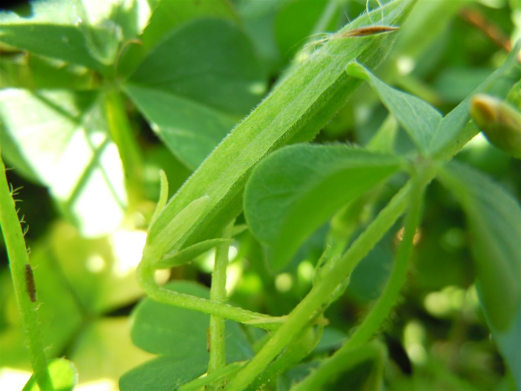 Oxalis corniculata
